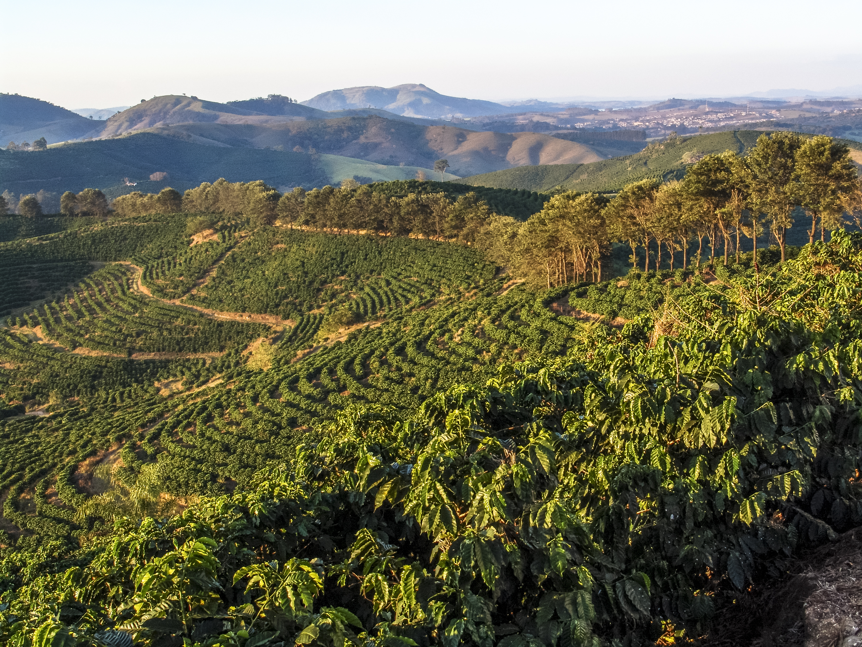 Fazenda Riacho Das Varas