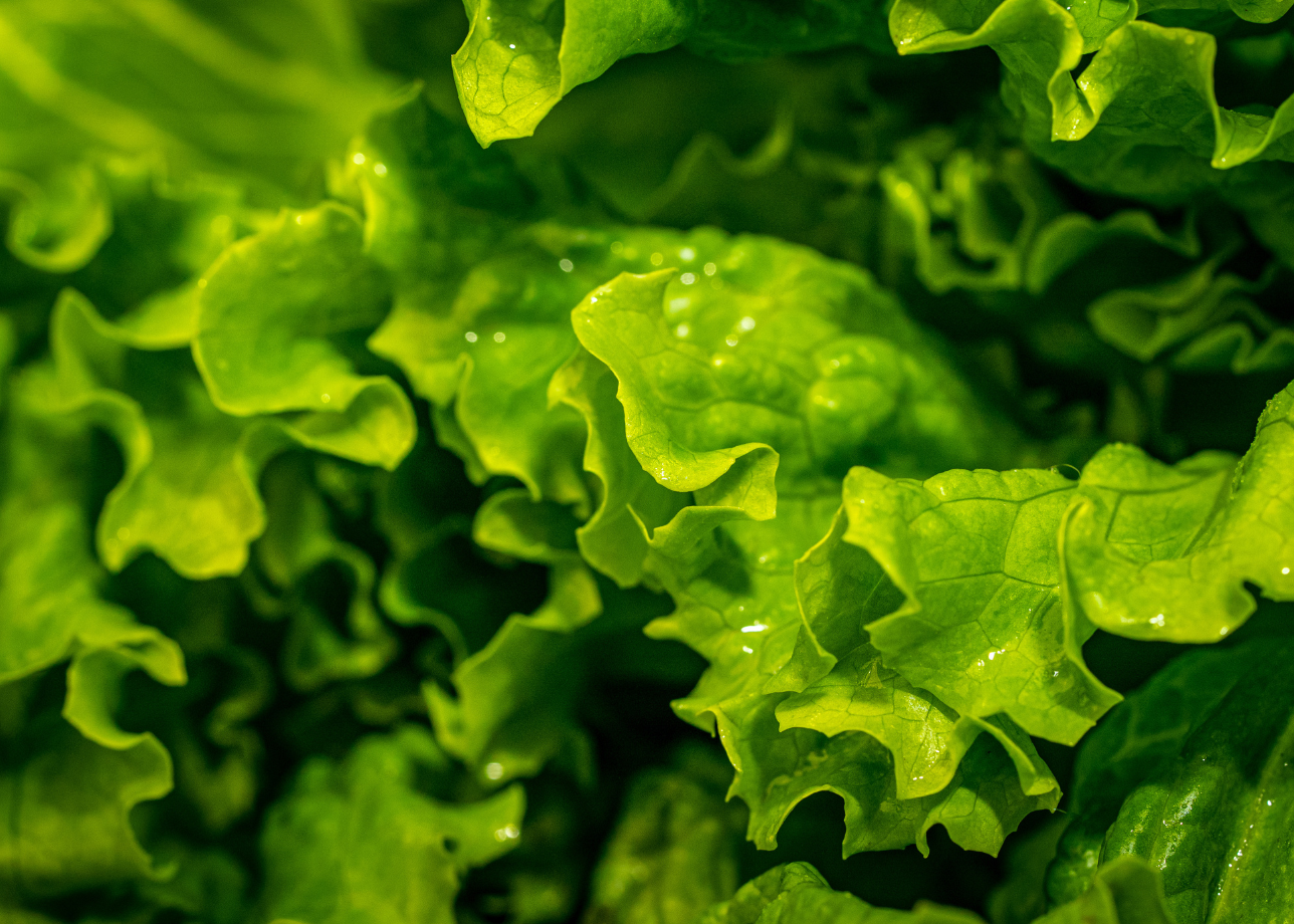 A close-up macro photo of lettuce leaves.